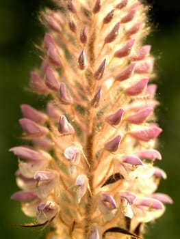 the Selection of Various Colorful  Flower in nature