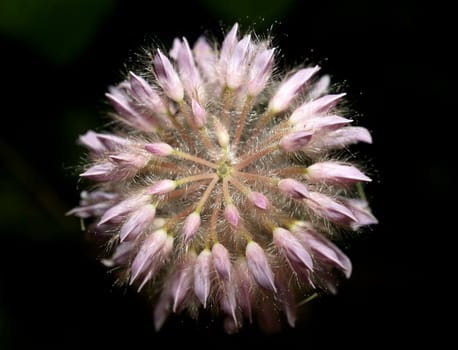 the Selection of Various Colorful  Flower in nature