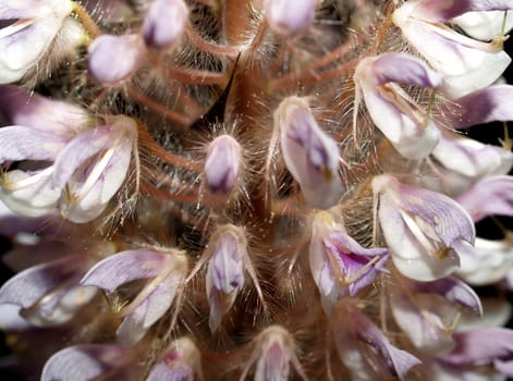 the Selection of Various Colorful  Flower in nature