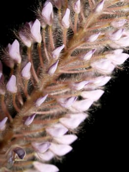 the Selection of Various Colorful  Flower in nature