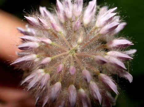 the Selection of Various Colorful  Flower in nature