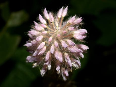 the Selection of Various Colorful  Flower in nature