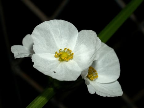 the Selection of Various Colorful  Flower in nature