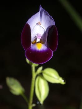 the Selection of Various Colorful  Flower in nature