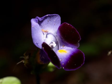 the Selection of Various Colorful  Flower in nature