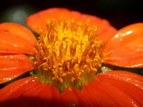 the Selection of Various Colorful  Flower in nature