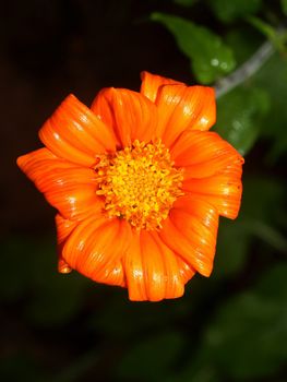 the Selection of Various Colorful  Flower in nature