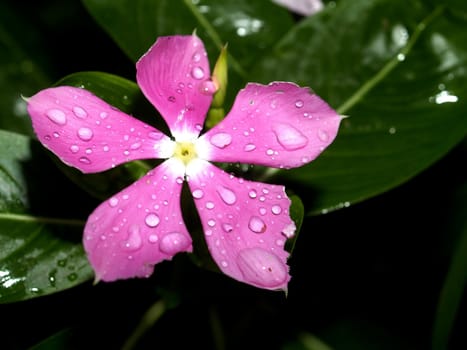 the Selection of Various Colorful  Flower in nature