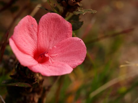 the Selection of Various Colorful  Flower in nature