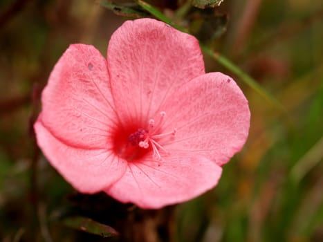 the Selection of Various Colorful  Flower in nature