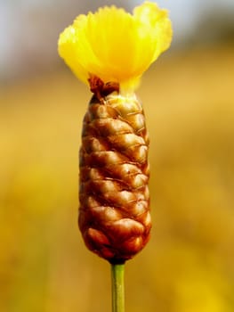 the Selection of Various Colorful  Flower in nature