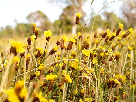 the Selection of Various Colorful  Flower in nature