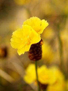 the Selection of Various Colorful  Flower in nature