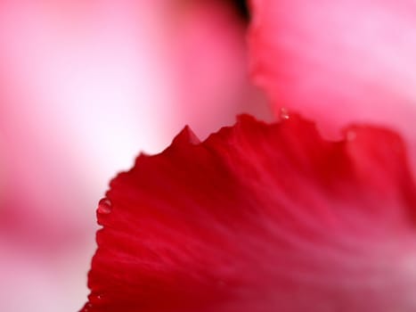 the Selection of Various Colorful  Flower in nature