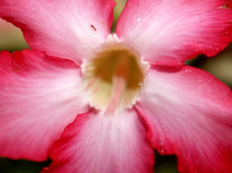 the Selection of Various Colorful  Flower in nature