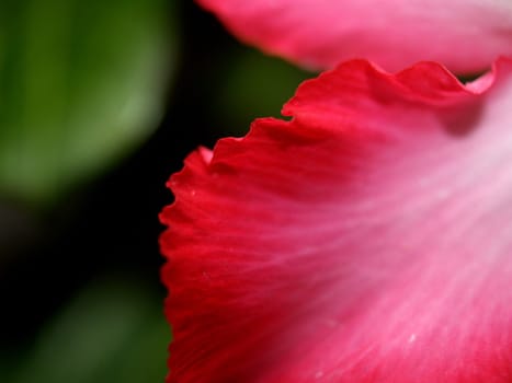 the Selection of Various Colorful  Flower in nature