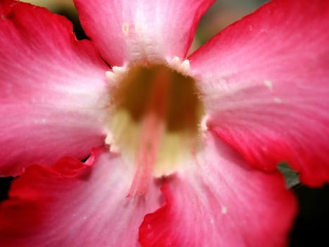 the Selection of Various Colorful  Flower in nature