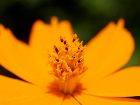 the Selection of Various Colorful  Flower in nature