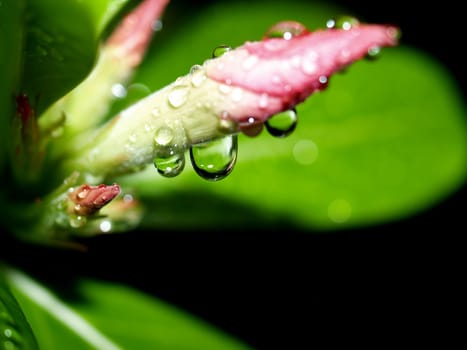 the Selection of Various Colorful  Flower in nature