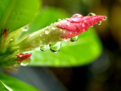 the Selection of Various Colorful  Flower in nature