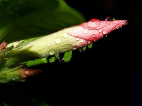 the Selection of Various Colorful  Flower in nature