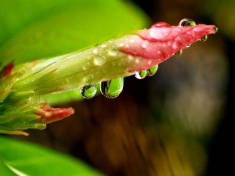 the Selection of Various Colorful  Flower in nature