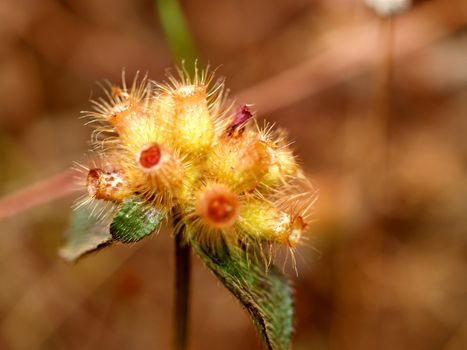 the Selection of Various Colorful  Flower in nature