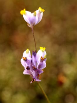 the Selection of Various Colorful  Flower in nature