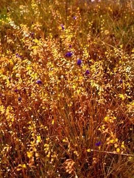 the Selection of Various Colorful  Flower in nature