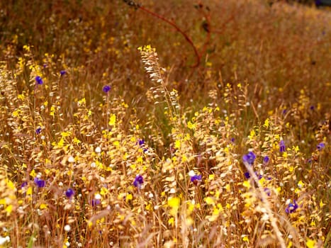 the Selection of Various Colorful  Flower in nature