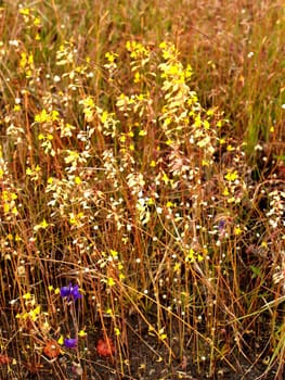 the Selection of Various Colorful  Flower in nature