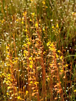 the Selection of Various Colorful  Flower in nature