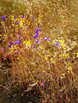 the Selection of Various Colorful  Flower in nature