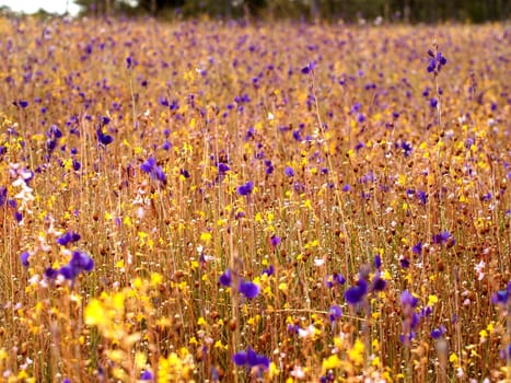 the Selection of Various Colorful  Flower in nature