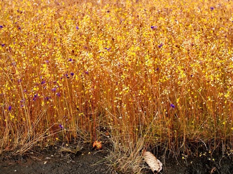 the Selection of Various Colorful  Flower in nature