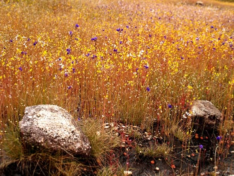 the Selection of Various Colorful  Flower in nature