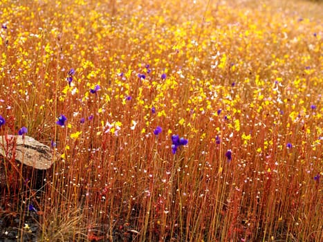 the Selection of Various Colorful  Flower in nature