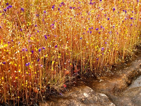 the Selection of Various Colorful  Flower in nature