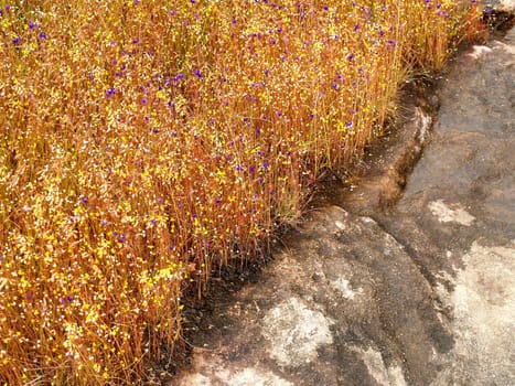 the Selection of Various Colorful  Flower in nature