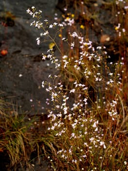 the Selection of Various Colorful  Flower in nature