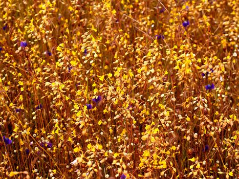 the Selection of Various Colorful  Flower in nature