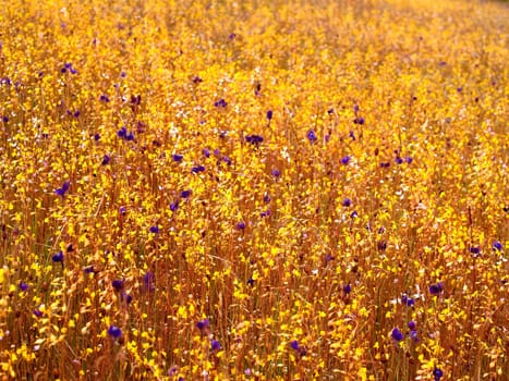 the Selection of Various Colorful  Flower in nature