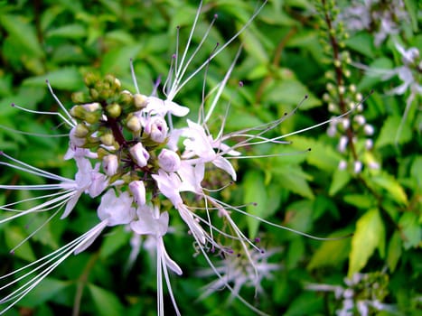 the Selection of Various Colorful  Flower in nature