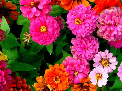 the Selection of Various Colorful  Flower in nature