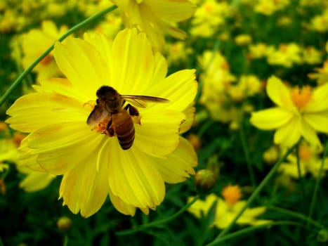 the Selection of Various Colorful  Flower in nature