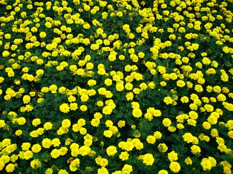 the Selection of Various Colorful  Flower in nature