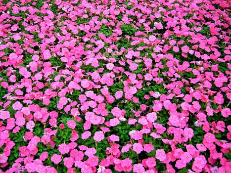 the Selection of Various Colorful  Flower in nature