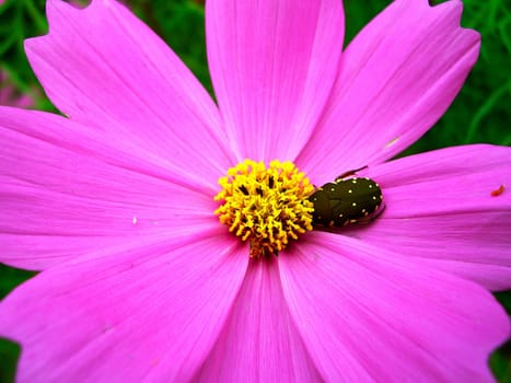 the Selection of Various Colorful  Flower in nature