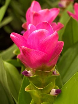 the Selection of Various Colorful  Flower in nature