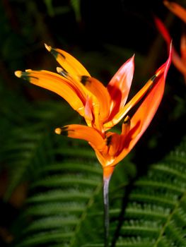 the Selection of Various Colorful  Flower in nature